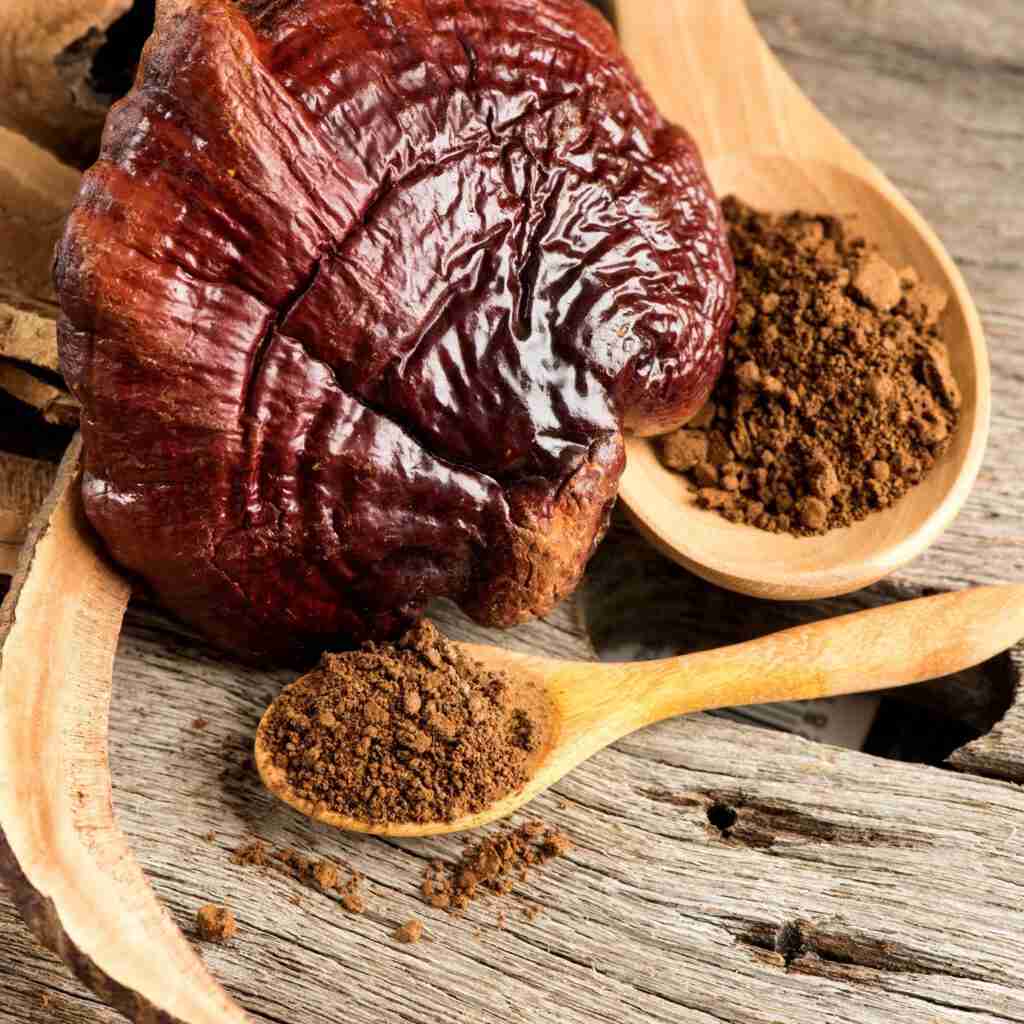 Reishi Ling Zhi (Ganoderma Lucidum) Rosso 100% BIO - Estratto Polvere 5:1