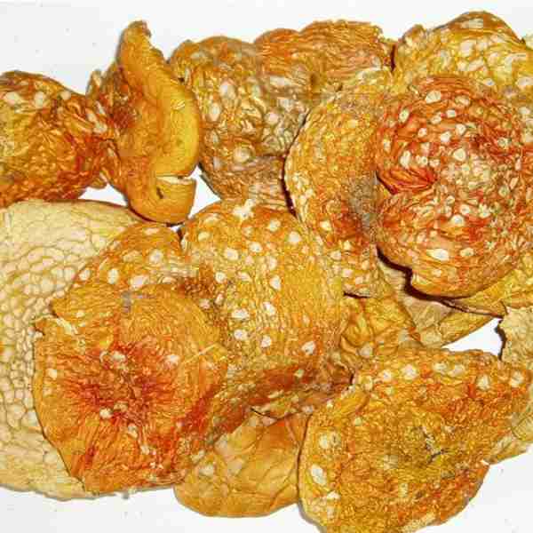 Amanita Muscaria Essiccata Cerimona e Microdosing