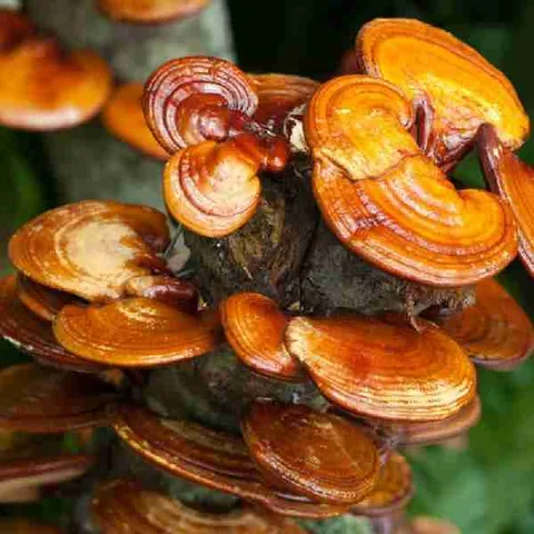 ganoderma Lucidu reishi Ling Zhi(10)