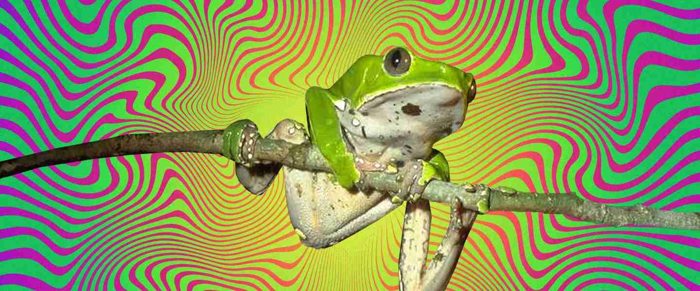 kambo